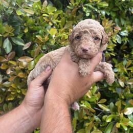 Jellybean - Red  female Goldendoodle puppy in Calera, Alabama from Red Mountain Minis