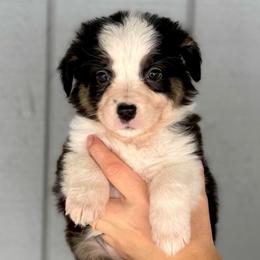 Pup 6 - Black tri-color female Australian Shepherd puppy in Tehachapi, California from Country Oaks Farm