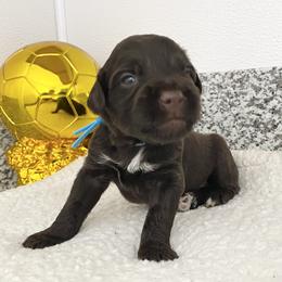 Mr France (World Cup Litter) - Black and white male Portuguese Water Dog puppy in Grants Pass, Oregon from Rogue River Portuguese Water Dogs