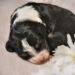 Boy 3 - Bernedoodle puppy in Enterprise, Oregon from Mountain Top Bernedoodles