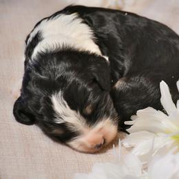 Boy 3 - Bernedoodle puppy in Enterprise, Oregon from Mountain Top Bernedoodles