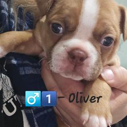 BoY 1 is Oliver - Red male Boston Terrier puppy in Versailles, Indiana from Benhams Bostons