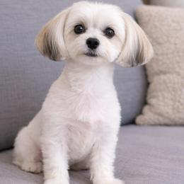 Kahlúa - Yorkshire Terrier