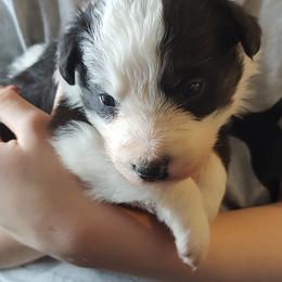 Border Collie Puppies from Bond Border Collies
