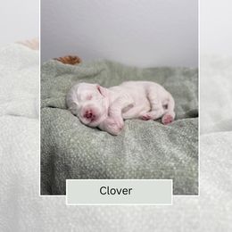 Clover - Parti male Goldendoodle puppy in Las Vegas, Nevada from Bridges Goldendoodles