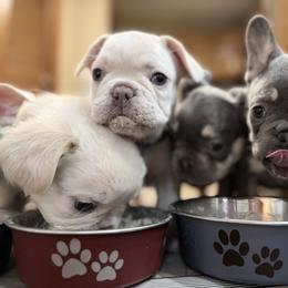 French Bulldog Puppies from DaSilvas Estrella AKC