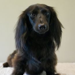 Evee - Dachshund