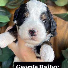 George Bailey - Tri-color male Bernedoodle puppy in Superior, Arizona from Mountain Bridge Doodles