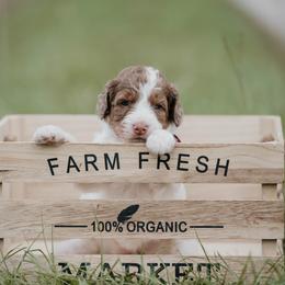 Copper - Parti female Goldendoodle puppy in Lake City, Florida from North Florida Poodles and Doodles