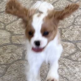 Ford - Blenheim male Cavalier King Charles Spaniel puppy in Melbourne, Florida from Majestic Cavaliers of Melbourne FL