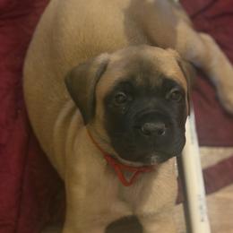 Red Collar - Fawn female Mastiff puppy in Lincolnton, North Carolina from Little Mountain Mastiffs
