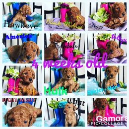 Poodle Puppies from Stunningly Sweet Standards