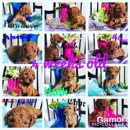 Poodle Puppies from Stunningly Sweet Standards