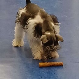 MARY LOU - Miniature Schnauzer