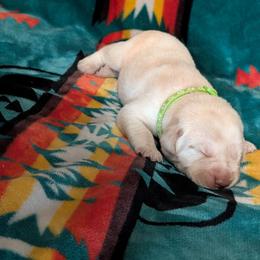 Turbo (Green Collar) - Yellow male Labrador Retriever puppy in Commerce, Oklahoma from Standing Water Kennels