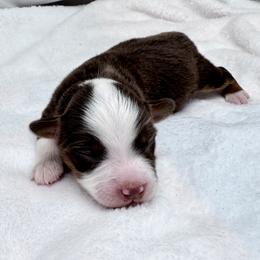Koosha - Red tri male Toy Australian Shepherd puppy in Bly, Oregon from Apacheblus Toy Aussies