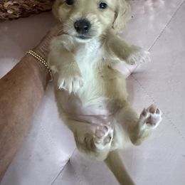 Dachshund Puppies from Chilidog Dachshunds