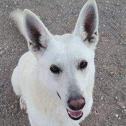 Flurry - German Shepherd