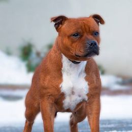 Stesia - Staffordshire Bull Terrier