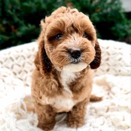 Mint - Caramel red male Australian Labradoodle puppy in Auburn, Washington from West Valley Labradoodles