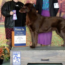 Flat-Coated Retrievers from Eden Retrievers