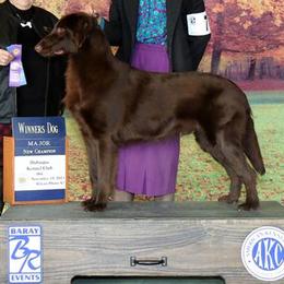 Flat-Coated Retrievers from Eden Retrievers