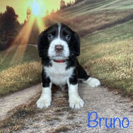 Bruno - English Springer Spaniel puppy in Pine Island, Minnesota from Country Breeze Springer Spaniels