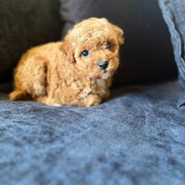 Max - Red  male Poodle puppy in Kissimmee, Florida from Unique Poodles