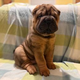 Salsa - Red sable female Chinese Shar-Pei puppy in Lenoir, North Carolina from Peitato Chips