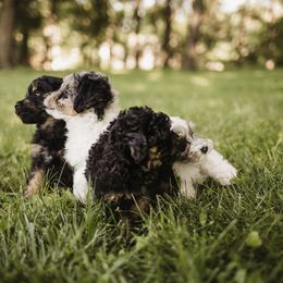 Aussiedoodle Puppies from Olive Tree Mini Aussiedoodles