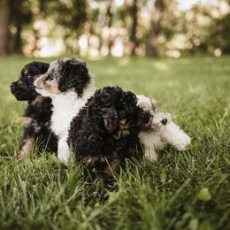 Aussiedoodle Puppies from Olive Tree Mini Aussiedoodles