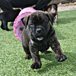 Molosser (Bully x)  Puppies from Miscela Molossers