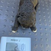 Bernedoodle, Double Doodle, and Saint Berdoodle Puppies from Remington Kennels, LLC
