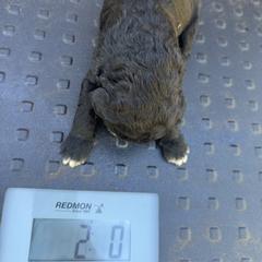 Bernedoodle, Double Doodle, and Saint Berdoodle Puppies from Remington Kennels, LLC