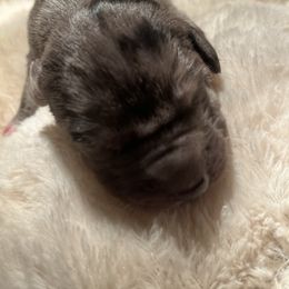 Great Dane Puppies from East Coast Great Danes