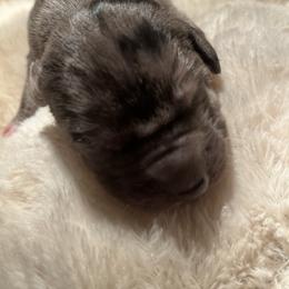 Great Dane Puppies from East Coast Great Danes
