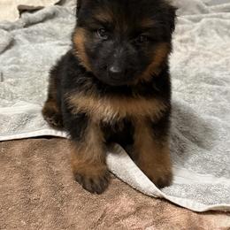 Oz - Black and red male German Shepherd puppy in Lakeland, Florida from Fur Love And Puppies