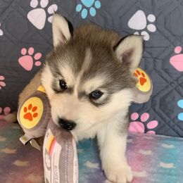 Siberian Husky Puppies from Canace Siberians