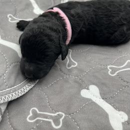 Girl 3 - female Barbet puppy in New Bedford, Massachusetts from Barbie's Barbets