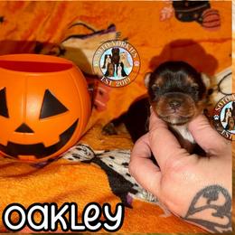 Oakley - Black and tan male Yorkshire Terrier puppy in London, Kentucky from Soto Yorkies