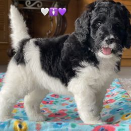 Girl 3 - Black and white Bernedoodle puppy in Dublin, Texas from Penny Harris