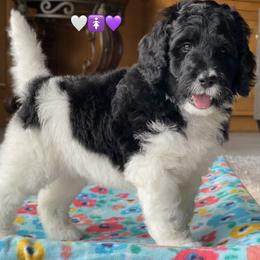 Girl 3 - Black and white Bernedoodle puppy in Dublin, Texas from Penny Harris
