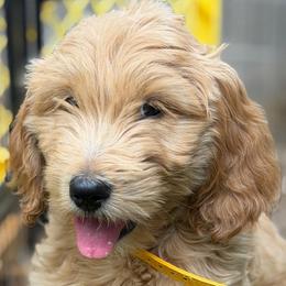 Hermés - Cream female Goldendoodle puppy in Las Vegas, Nevada from Puppies of the West