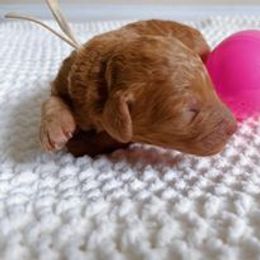 Goldendoodle Puppies from JDoodles