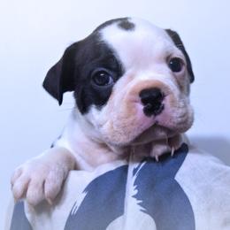 Baby Otis - Black brindle and white male Boston Terrier puppy in Kingsport, Tennessee from Sleepwalker Bostons