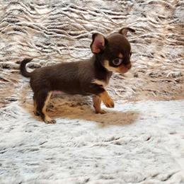 Clarice's chocolate, tan - Chocolate and tan female Chihuahua puppy in Richmond, Virginia from Breens