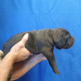 Boy 1 - Black male Cane Corso puppy in Los Lunas, New Mexico from Top Gun Kennels NM