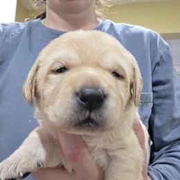 2nd Pick Female - Yellow female Labrador Retriever puppy in Andrews, South Carolina from Leyland Cypress Retrievers