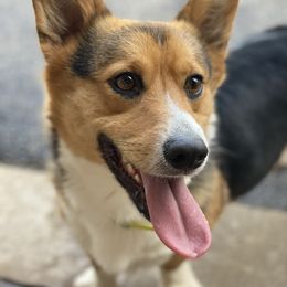 Sparrow - Pembroke Welsh Corgi