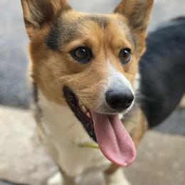 Sparrow - Pembroke Welsh Corgi